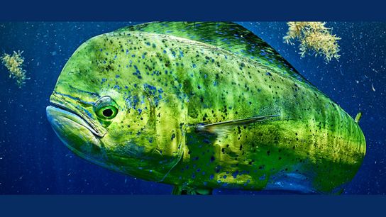 Dolphin Tournament 2025 - Lower Key's Chamber of Commerce June 6, 7, 8 (fishing)