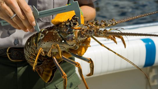 Lobster Mini Season Underway thru July 31 (diving)