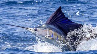 Key West Sailfish Tournament - March 27-29  (fishing)