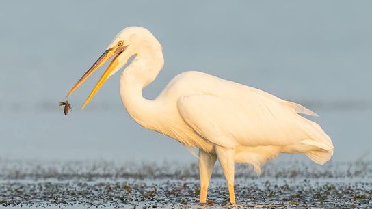 NOAA's Finalization of the Restoration Blueprint Marks a Pivotal Step for Florida Keys National Marine Sanctuary (Water and Fishing)