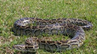 Record-Breaking Python Challenge 2024 Removes 195 Invasive Burmese Pythons from South Florida (News). Photo by Photo: National Park Service