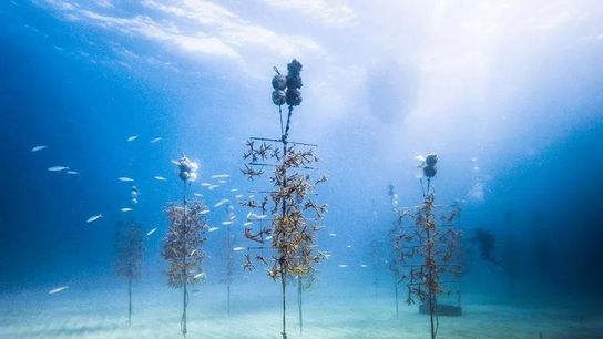  Monroe County Expands Artificial Reefs Program to Support Fish Migration and Marine Tourism (News)
