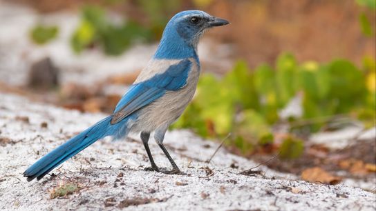 FWC Rolls Out Streamlined Tool for Tracking Bird Deaths Statewide (community)