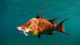 Recreational Hogfish Season Closed Oct 31 (fishing). Photo by Photo: South Atlantic Fishery Management Council