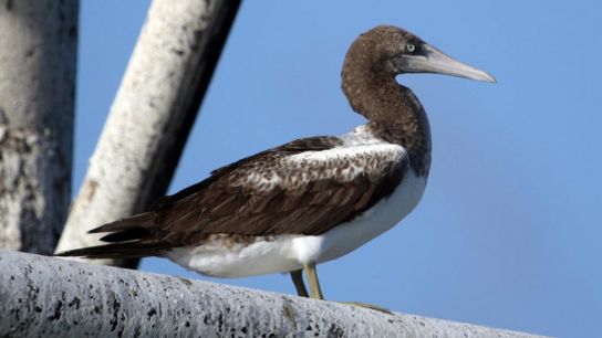 Masked Boobie Back in Habitat (community)