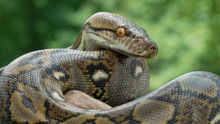 Python Challenge Registration Underway for 2025 (events). Photo by Photo: Natural History Museum  