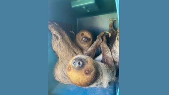 Monroe County Sheriff's Animal Farm Welcomes Two Adorable New Residents: Sid and Sylvia the Sloths (Best of Key West)