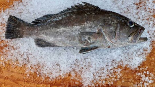 FWC Closes Recreational Harvest of Key Atlantic Fish Species Amid Conservation Concerns (fishing)